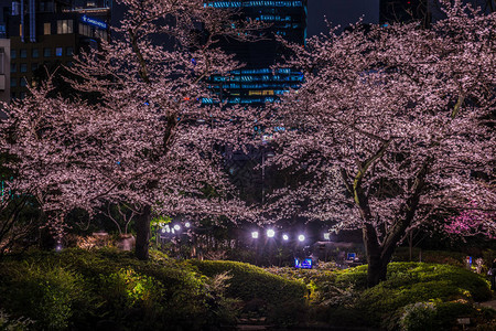 夜间见樱花的莫里花园Rop图片