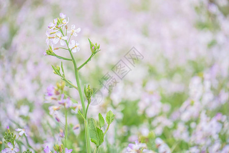 春天的花园形象图片