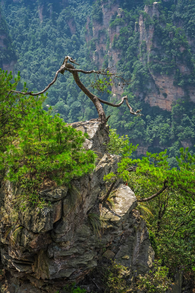 在湖南省伍林源Wwlingyuan著名旅游景点张家江公园天津山石柱上图片