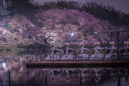 樱花和井之头公园的鸭船图片
