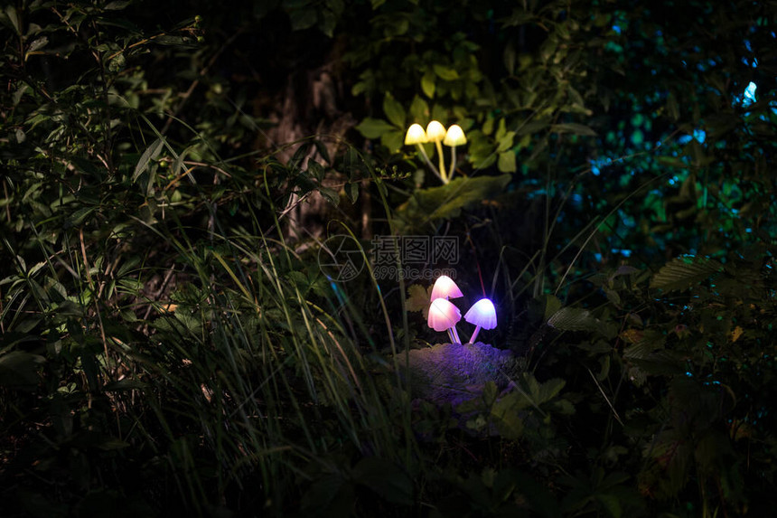 在神秘的黑暗森林特写中幻想发光的蘑菇神奇蘑菇或三个灵魂在化身森林中迷失的美丽微距镜头背景上有雾的仙女灯图片