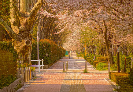 日本花园里的樱花图片