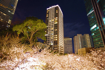 夜赏樱花的六本木一丁目图片