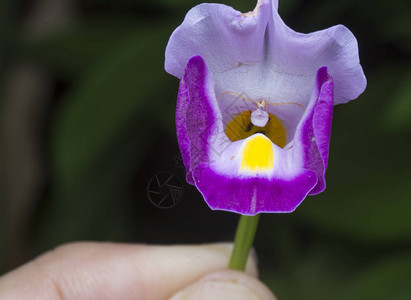 紫罗兰色toreniafournierilind的微距拍摄图片