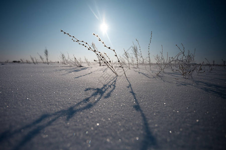 冬季田里的树枝的白雪图片