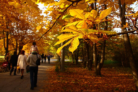 秋天公园里的黄叶有子背景图片