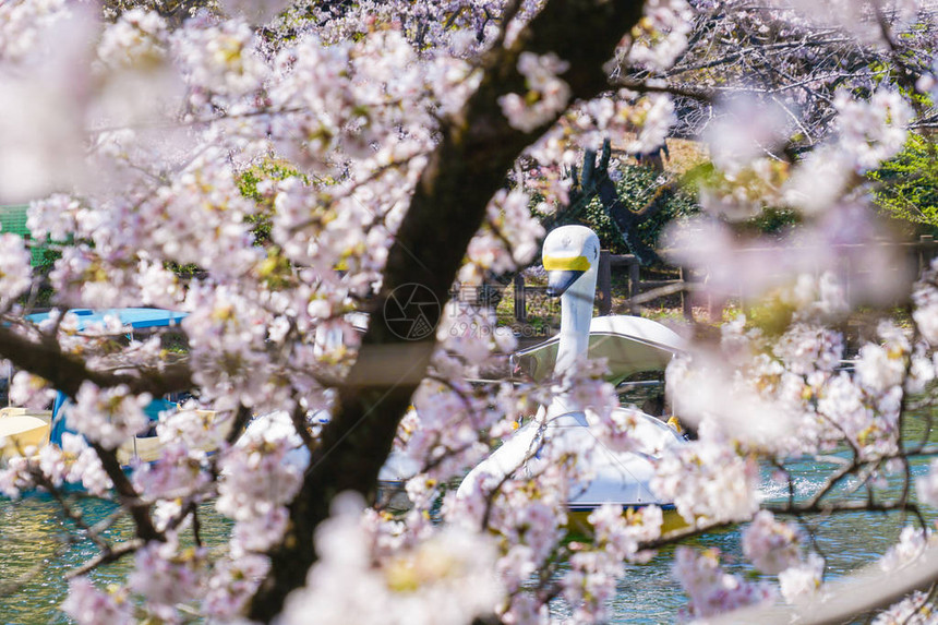 樱花盛开和子船井之头公园图片