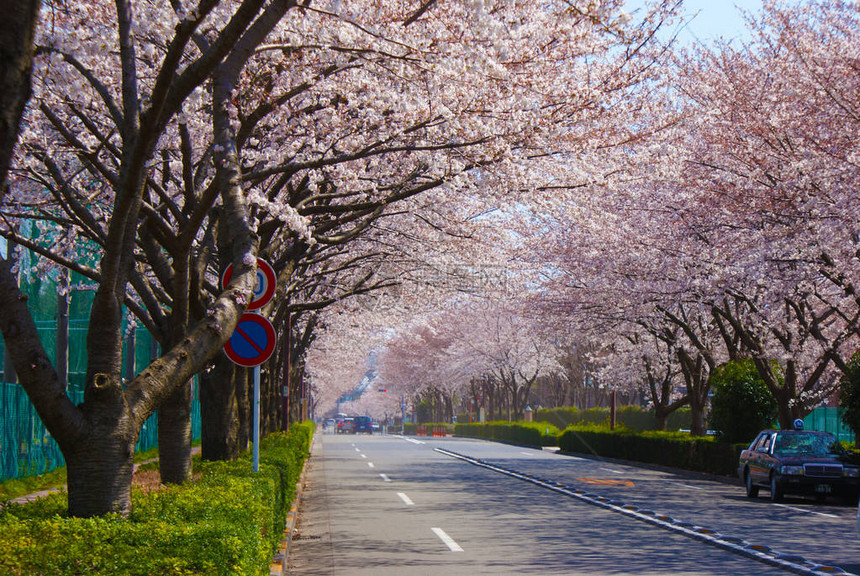 樱花树选择聚焦图片