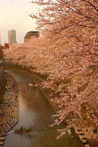 神田川的樱花图片