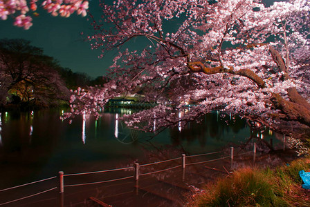 井之头公园的樱花图片