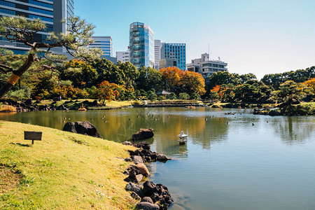 秋天在日本东京的日本传统花园KyuShibaR背景图片