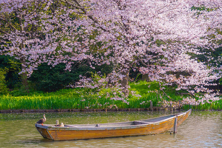 盛开的樱花和日本花园图片