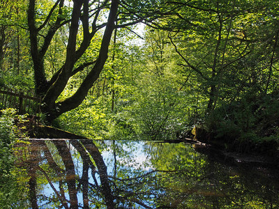 森林树木反映于宁静的河流中图片