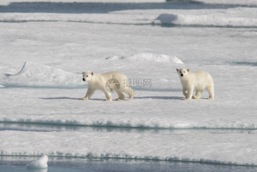 浮冰上的野生北极熊幼崽图片