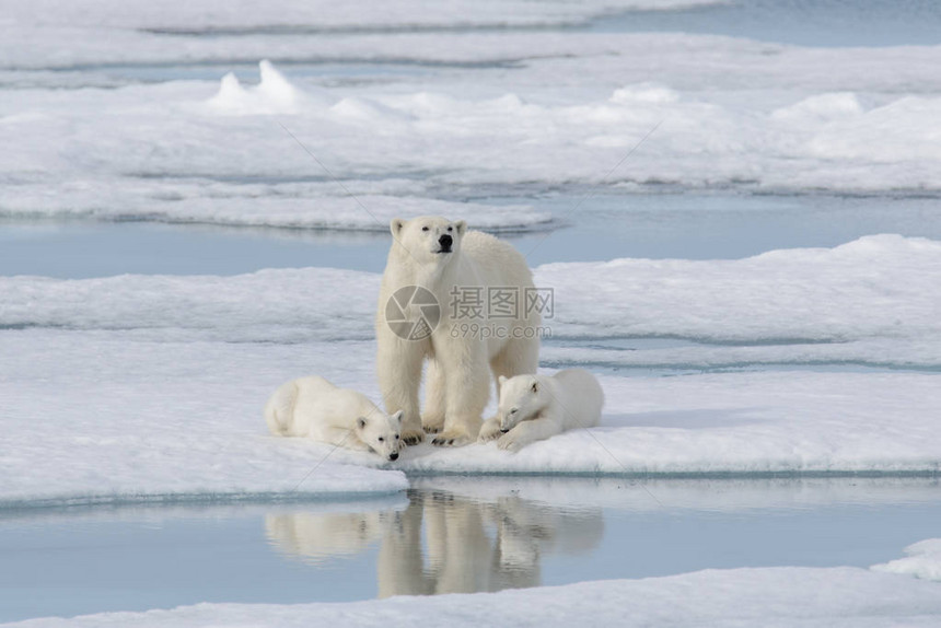 野生北极熊Ursusmaritimus母亲和图片