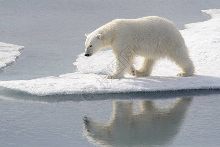 北极浮冰上的野生北极熊图片