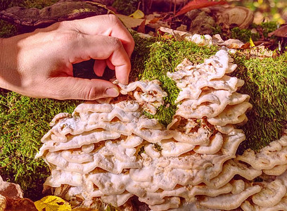 女人的手抚摸着树桩上漂亮的白蘑菇生长在倒下的白杨树桩上的图片