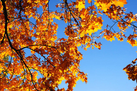 秋天树的黄叶映衬着天空枫树图片