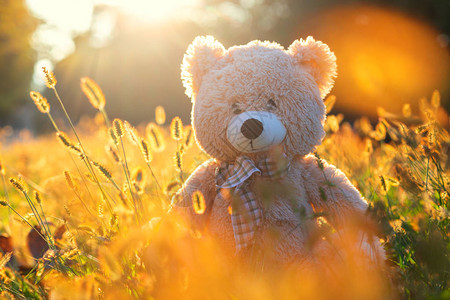 泰迪熊宝玩具坐在秋天公图片