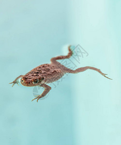 棕色的常见蛤蜴Bufobufo漂图片