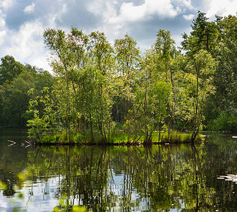 湖中一个小岛上的一群树图片