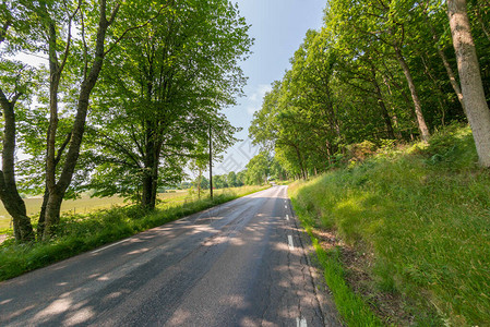 森林与草原之间的小公路和阳光明图片
