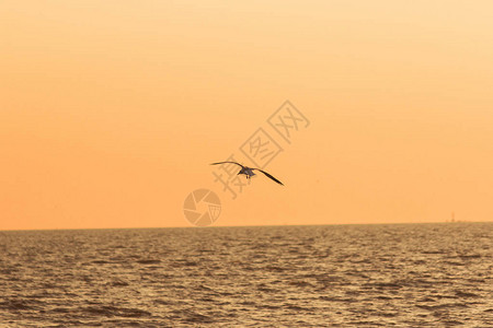 海鸥在夕阳的光芒下飞过海面的剪影图片