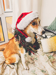 可爱的金狗戴着圣诞老人的帽子图片