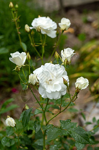 花园树枝上的白玫瑰花图片