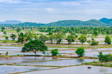 被淹的稻田景色在泰国播种的用水种植水图片