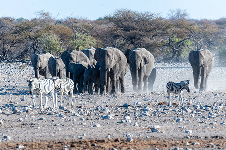一大群非洲大象非洲Loxodonta图片