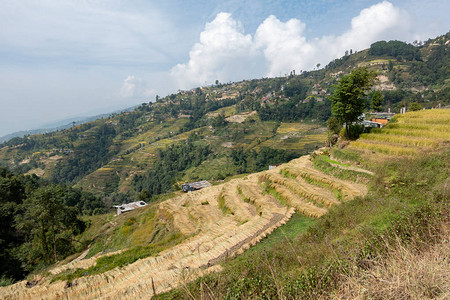 尼泊尔喜米拉亚山麓美丽的梯田山坡图片