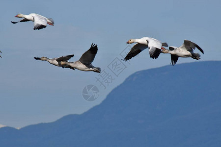 一群鹅群一起飞翔加拿大高清图片