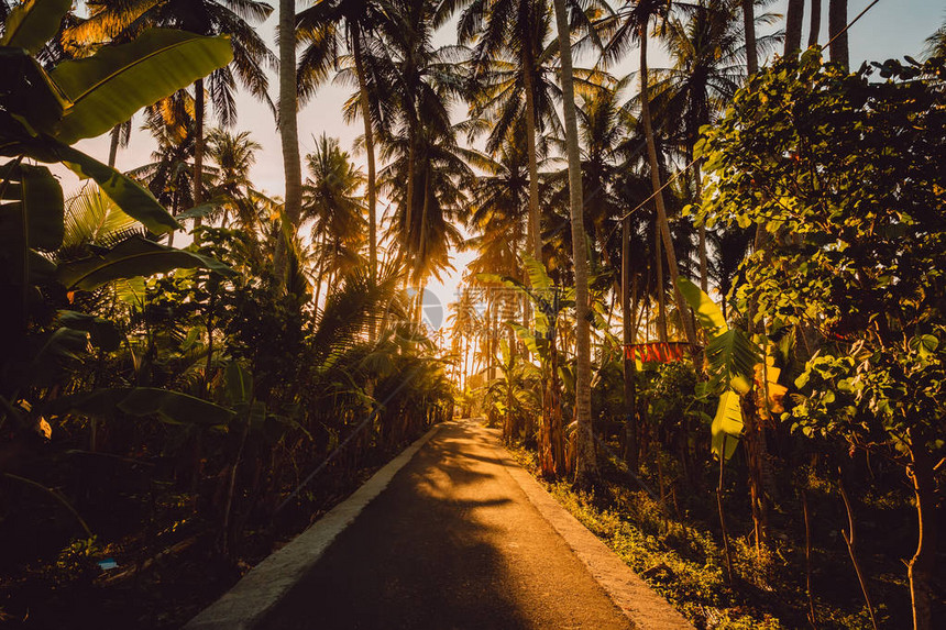 在努沙佩尼达岛的棕榈林路和温暖图片