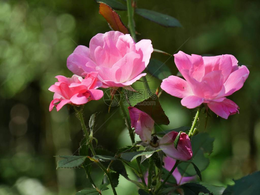 小粉红玫瑰花开在花园图片