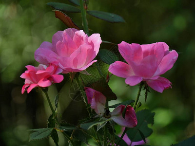粉红玫瑰花在园中开花图片