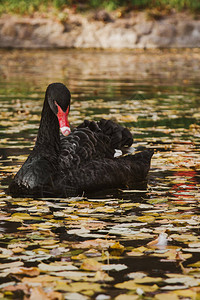 一只黑天鹅在湖上游泳图片