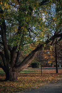 秋天公园里的大树落叶秋天森林里的树图片
