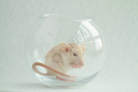 在透明圆柱花瓶中的小白老鼠图片