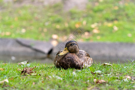 鸭子坐在池塘城图片