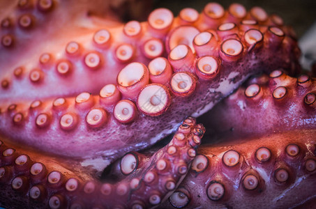 鱼市内的新鲜混合海鲜章鱼贝壳牡蛎高清图片
