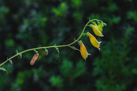 小黄狐雨花在天然绿色模糊背景的图片