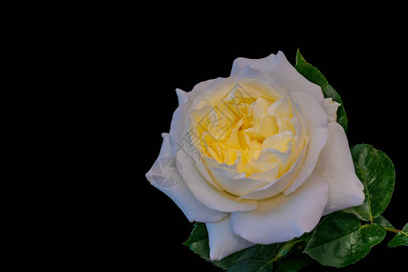 白色黄白玫瑰花以古画风格在黑色图片