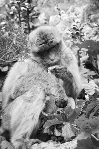 猴子闭近观光野生物在环斑保图片