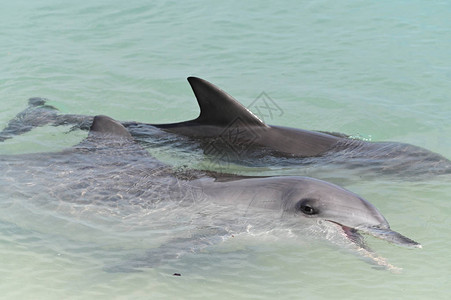 西澳大利亚州鲨鱼湾MonkeyMia海滩的印度太平洋瓶式女海豚图片