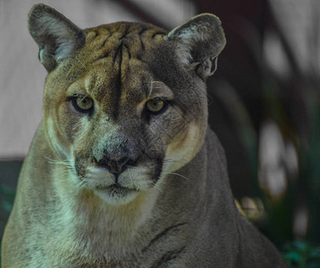 南非动物园中被俘美洲狮又称美洲豹图片