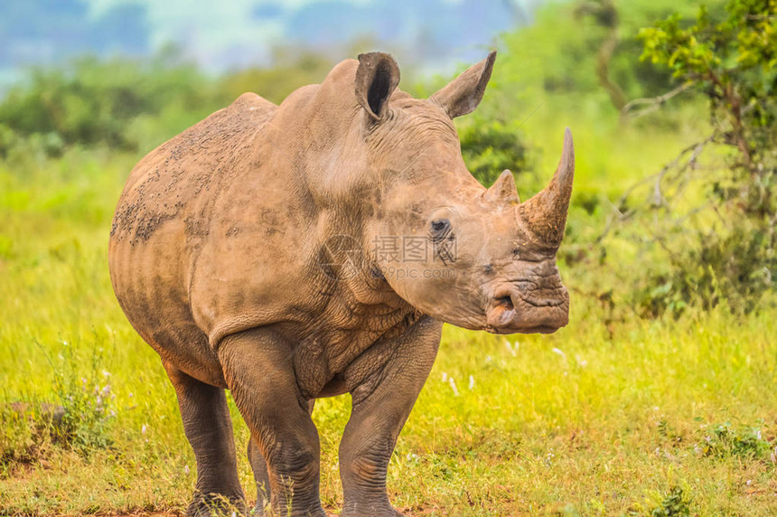 南非大Kruger公园一群人中可爱男公牛白犀牛Rhino或Rhinoce图片