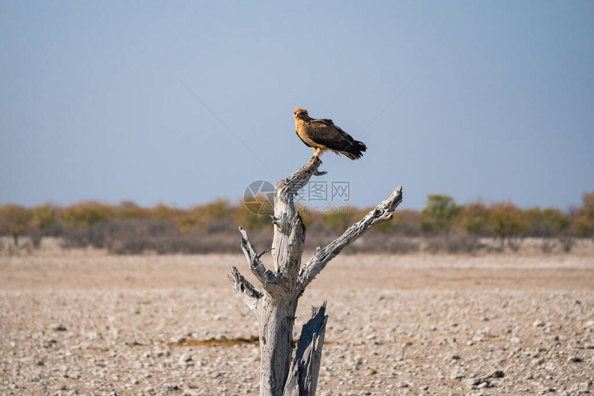 非洲Tawny鹰坐落在非洲纳米比亚Etosha公园的一棵死树上或围在沙图片