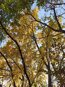 秋天树枝蓝色天空背景的叶子美图片
