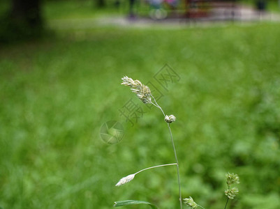 夏天公园里的野草莫斯科图片